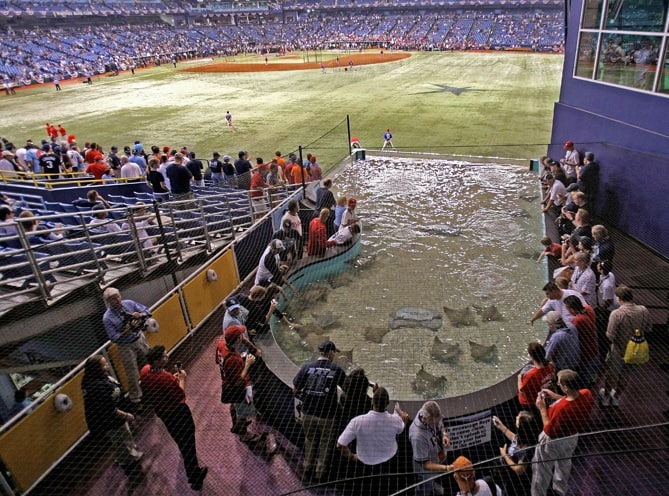 Touch Tank for Tropicana Field