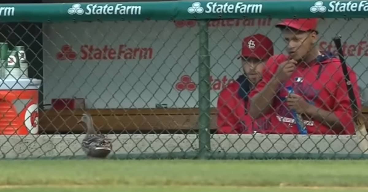 Cardinals Feeding Duck