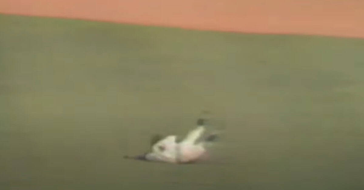Where Defense Became Art: Baseball's Most Jaw-Dropping Glove Moments 13 Ron Swoboda makes a stunning diving catch for the Mets in the 1969 World Series.